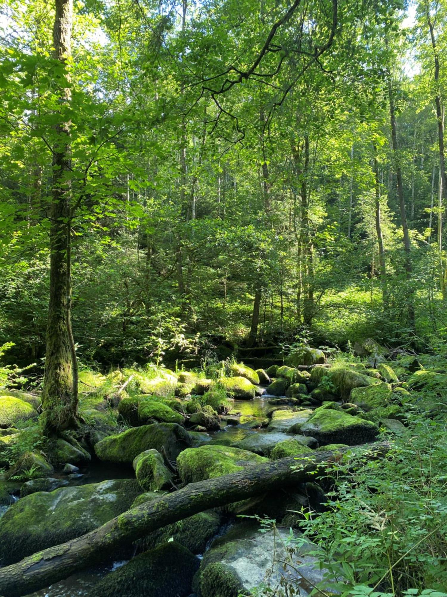 Ferienwohnung Zauberwald Waldkirchen Eksteriør bilde